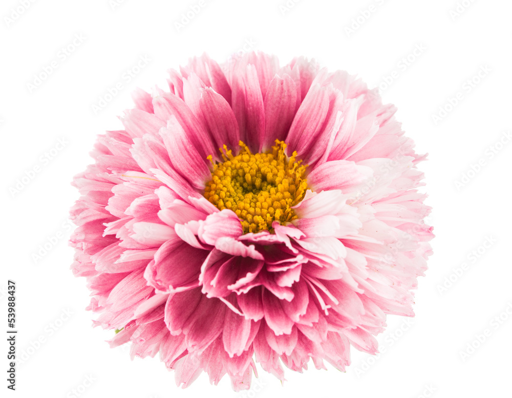 Beautiful  chrysanthemum flower