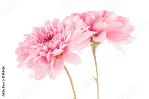 Beautiful chrysanthemum flower