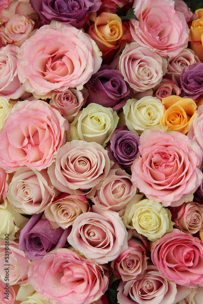 Fototapeta premium Mixed pastel roses