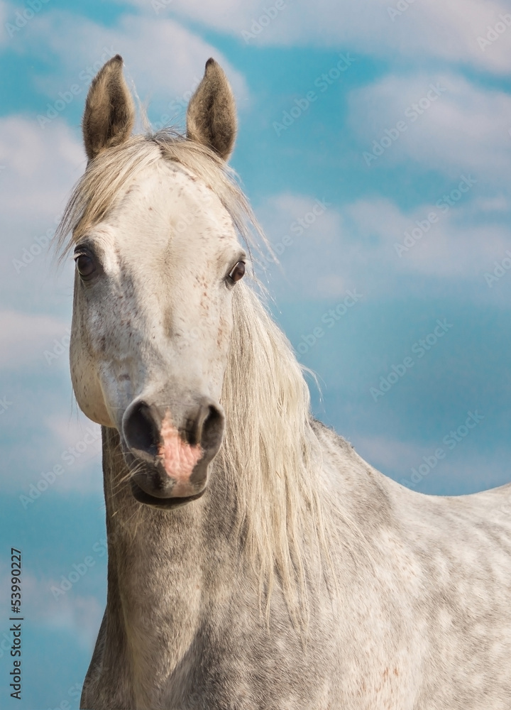 Fototapeta premium Vollblutrasse.