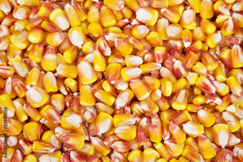 Corn seed Corn seed