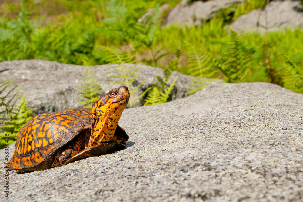 Obraz premium Eastern Box Turtle