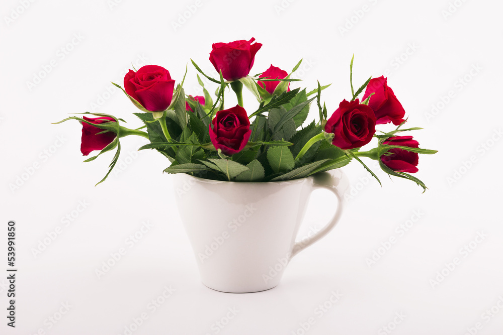 cup of roses cup of roses