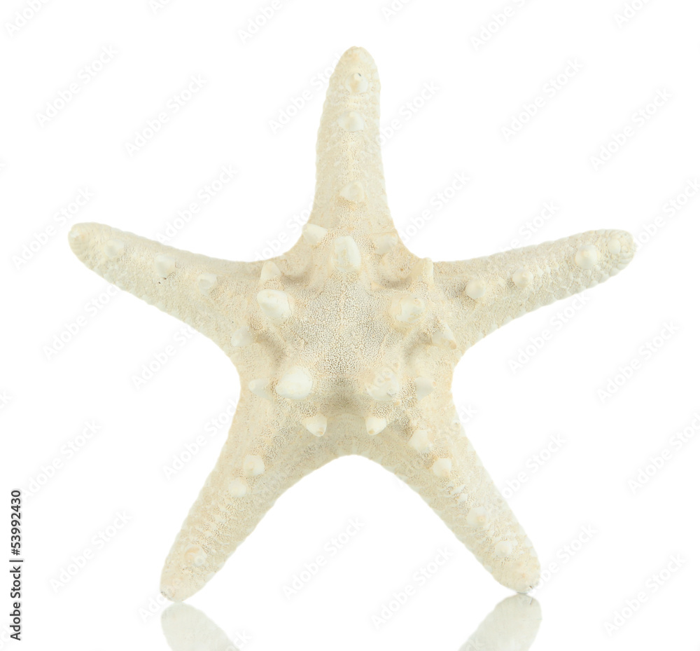 White starfish isolated on white White starfish isolated on white