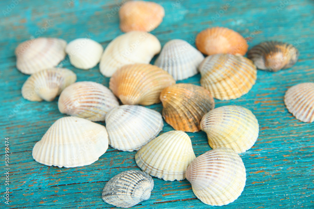 Sea seashells on blue wooden table close-up Sea seashells on blue wooden table close-up