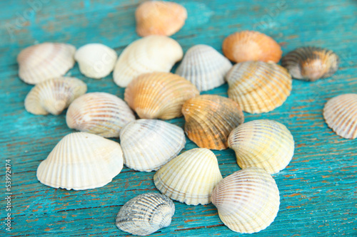 Sea seashells on blue wooden table close-up