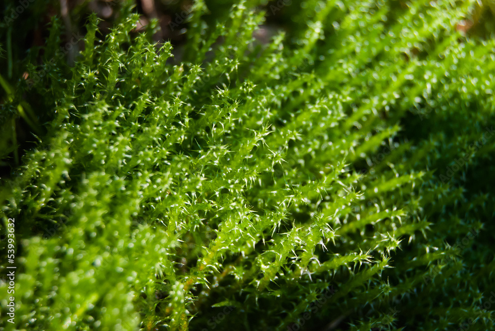 green moss green moss