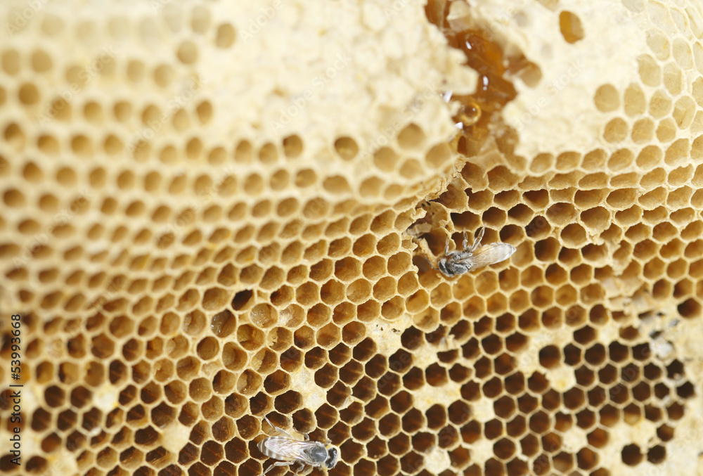 Close-up view of bees on honeycomb Close-up view of bees on honeycomb