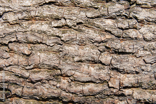 walnut tree bark