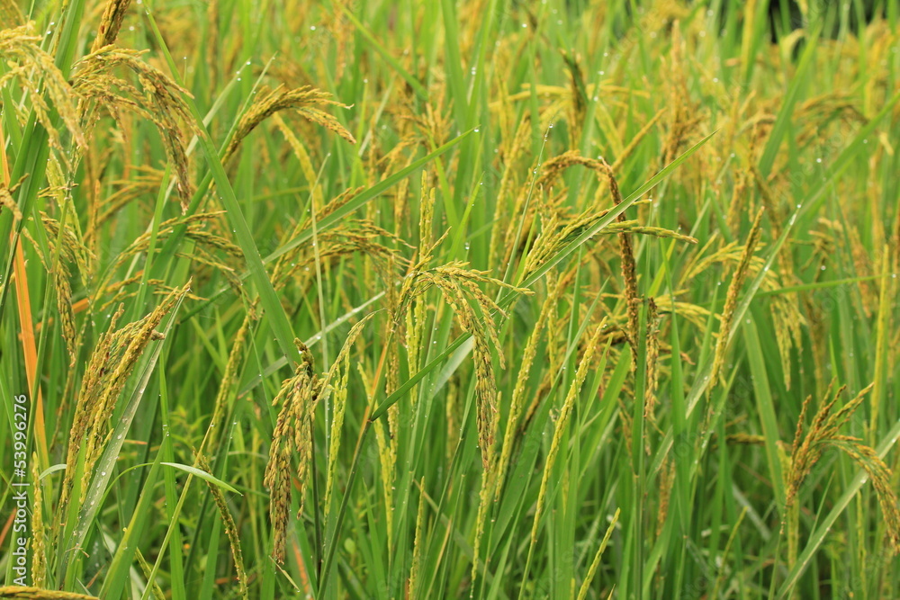 rice rice