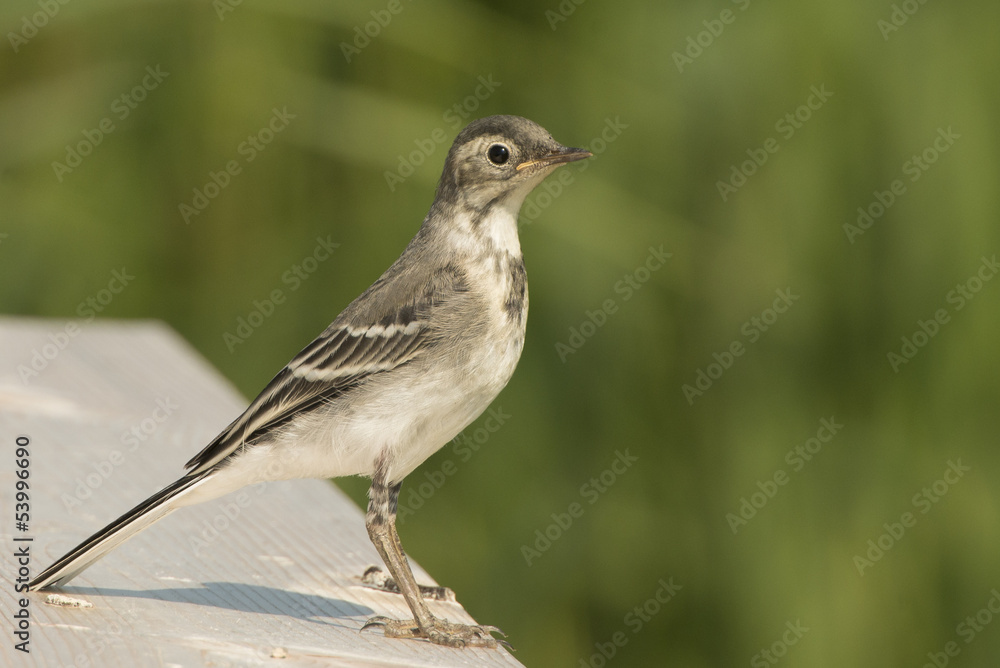 Juvenile wagtail Juvenile wagtail