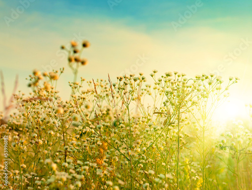 Golden Morning. Abstract natural backgrounds for your design