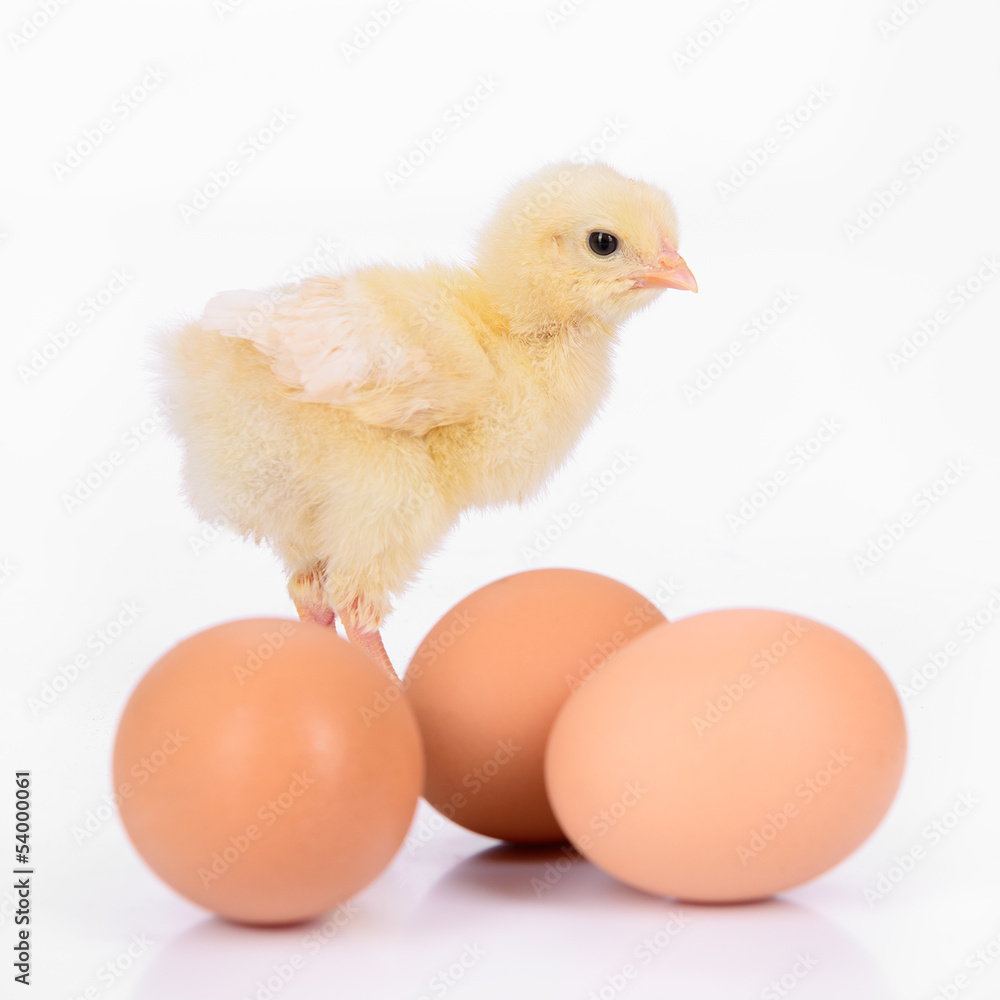 eggs and chicken eggs and chicken