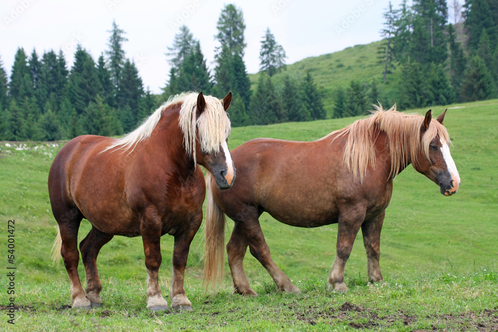 two Brown horses Stallion with the blonde mane agitated by the w two Brown horses Stallion with the blonde mane agitated by the w