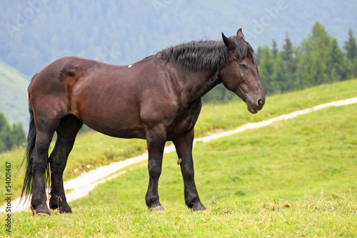 Black Horse stud in the middle of the green lawn in the mountain