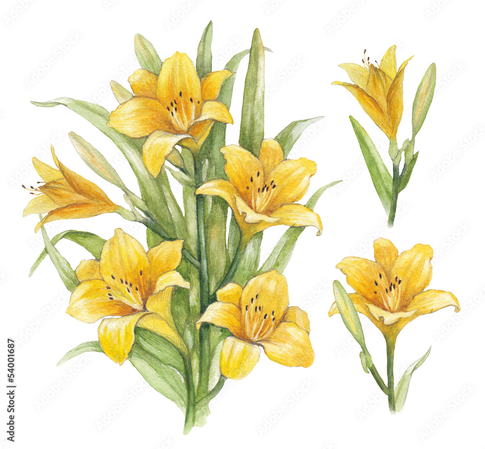 Obraz premium Watercolor illustration of lily flowers