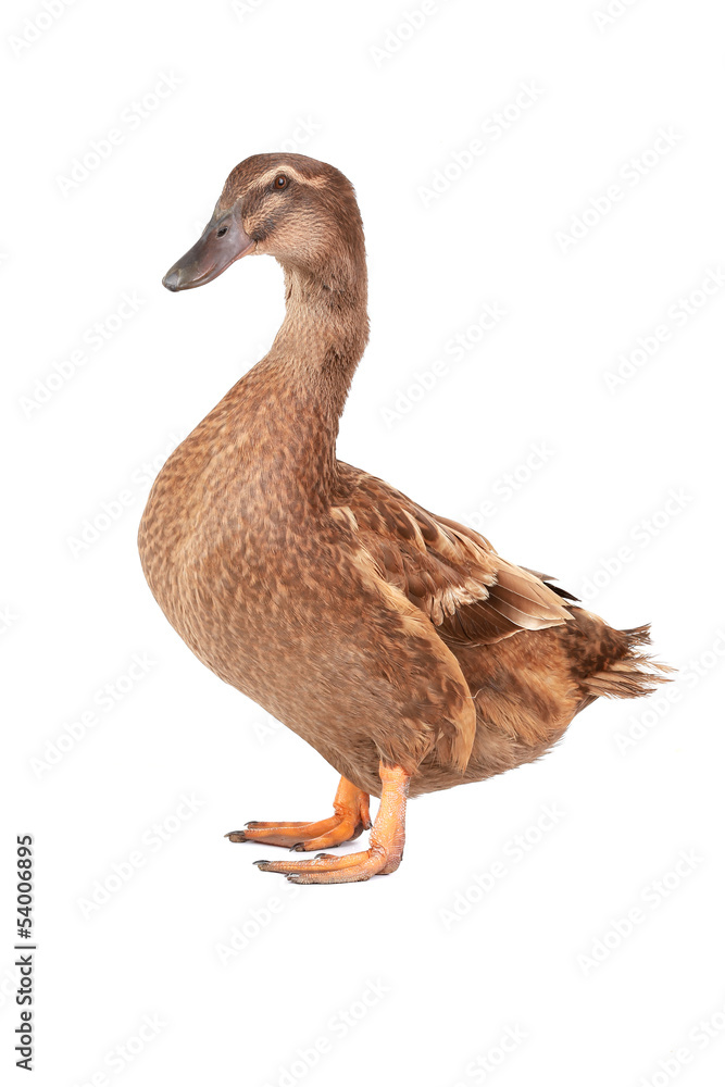 duck duck