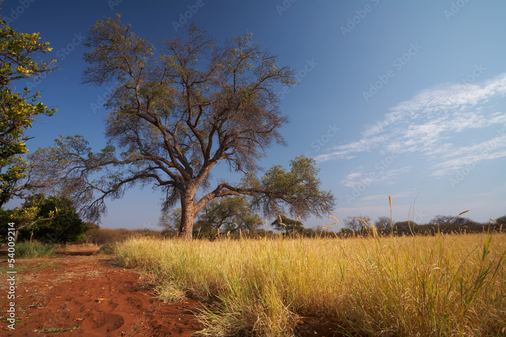 Fototapeta premium Grassland African savannah