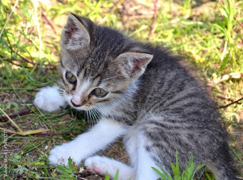 Wallpaper Mural kot Torontodigital.ca