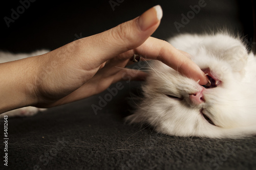 White kitten biting finger photo