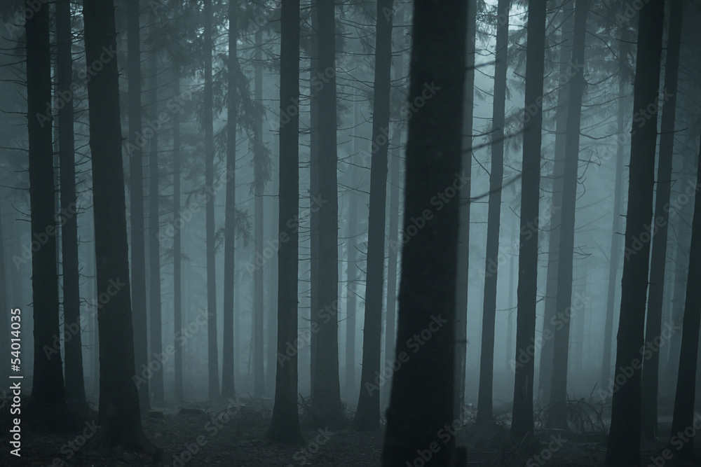 Fototapeta premium Las