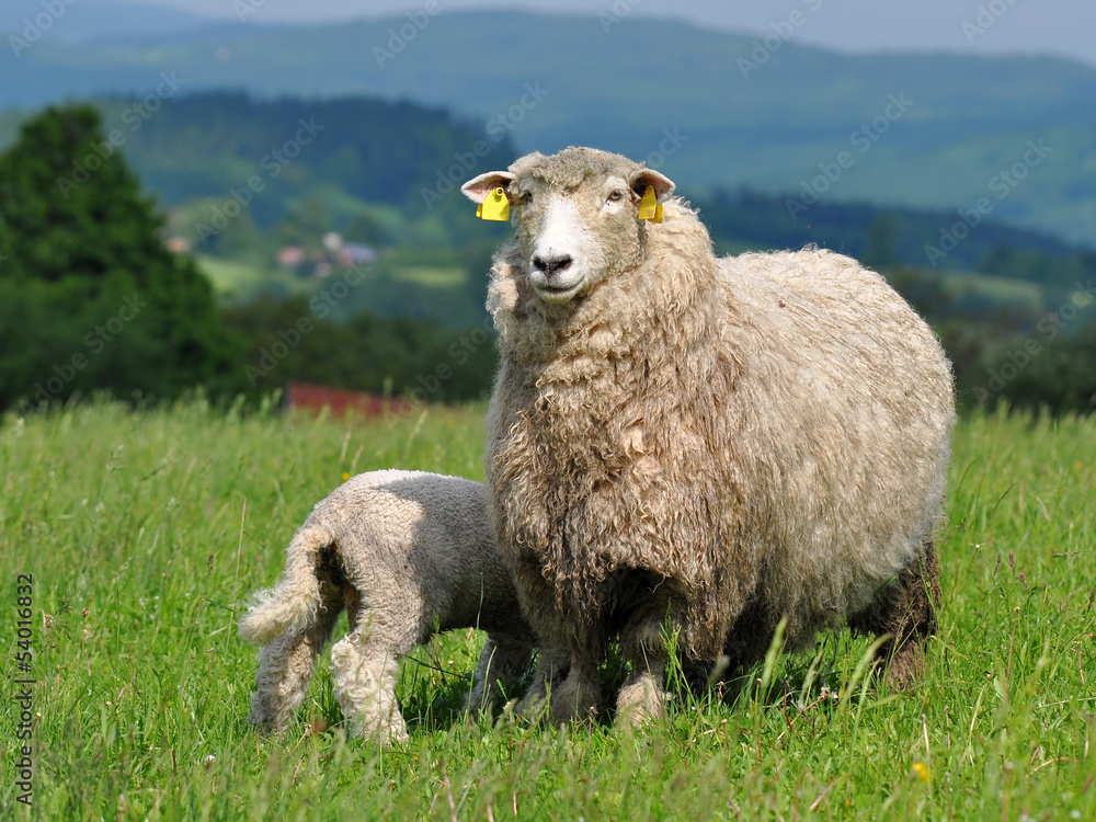 Fototapeta premium landscape with sheep and lamb