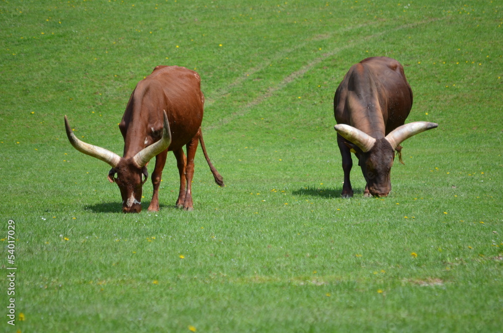 Afrikanisches Watussi Longhorn Rind Afrikanisches Watussi Longhorn Rind