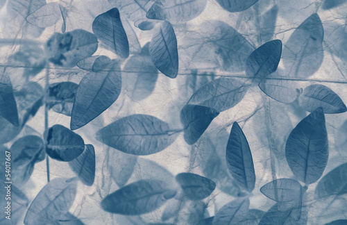 texture, blue background of leaves.