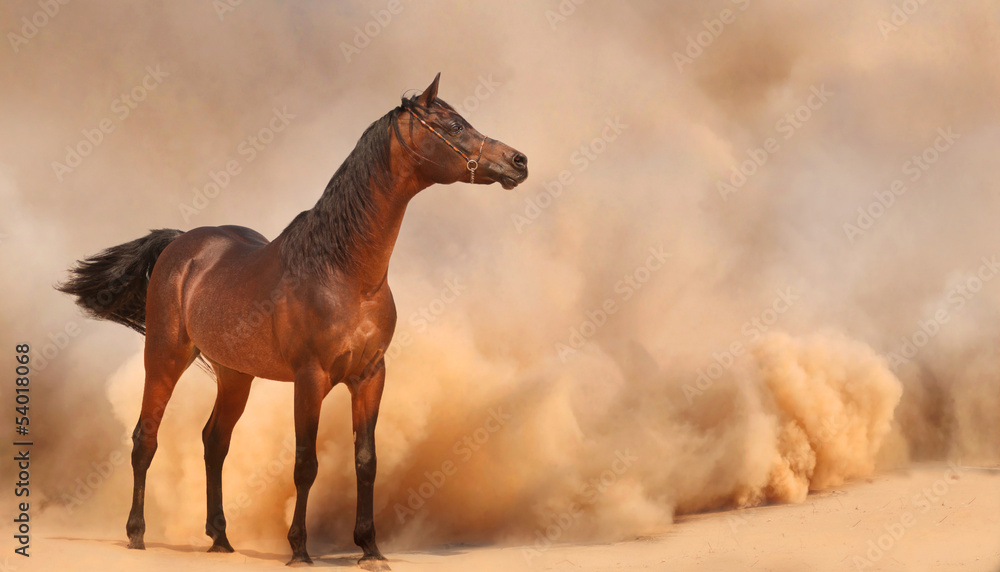 Arabian horse running out of the Desert Storm