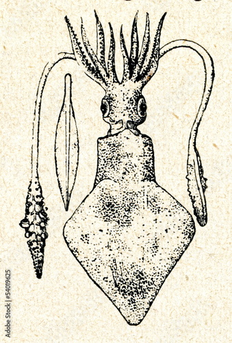 European squid (Loligo vulgaris) photo
