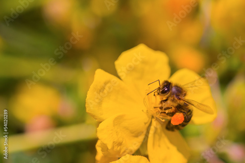 Honig-Biene sammelt Nektar auf gelber Blüte © azur13
