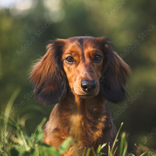 Dachshund Portrait