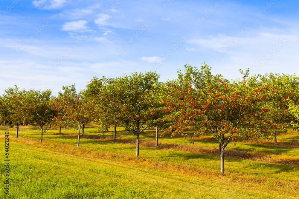 Cherries Orchard With Blue Sky