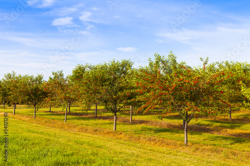 Cherries Orchard With Blue Sky