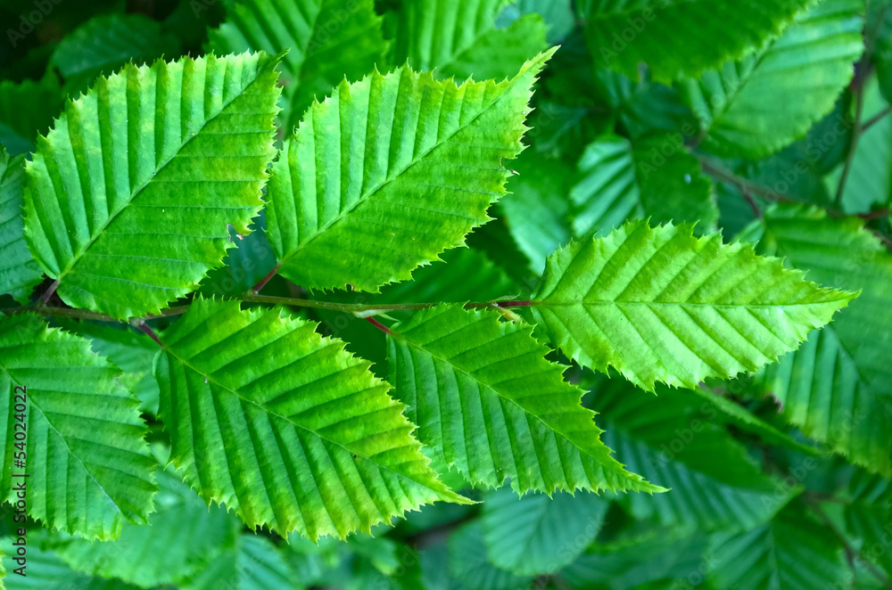 Hazel tree branch with green list Hazel tree branch with green list