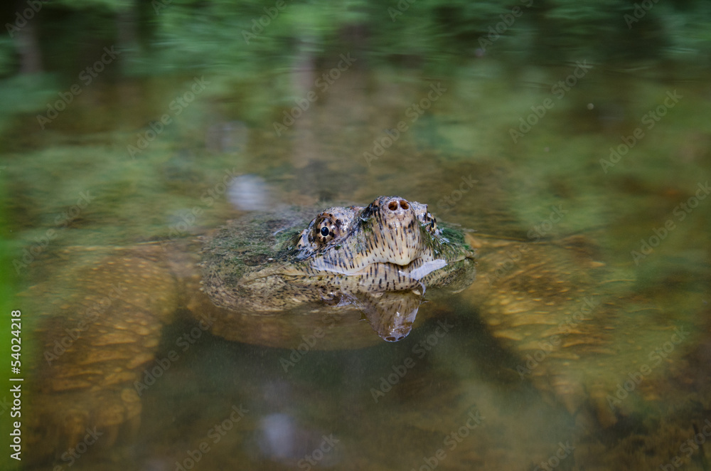 Common snapping turtle Common snapping turtle