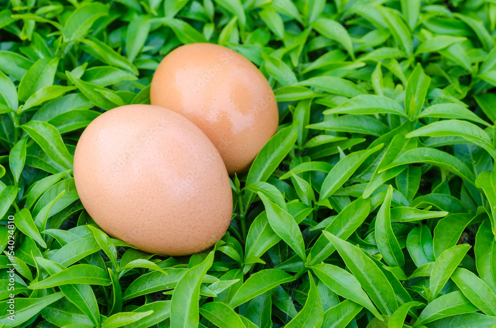 Eggs Eggs