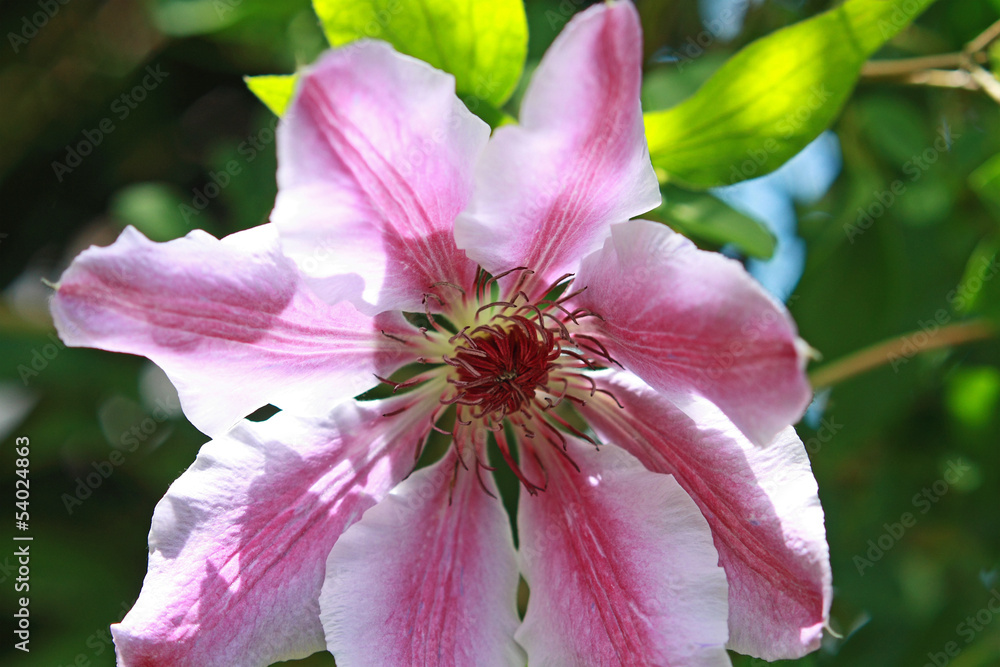 Fototapeta premium Beautiful pink clemaits