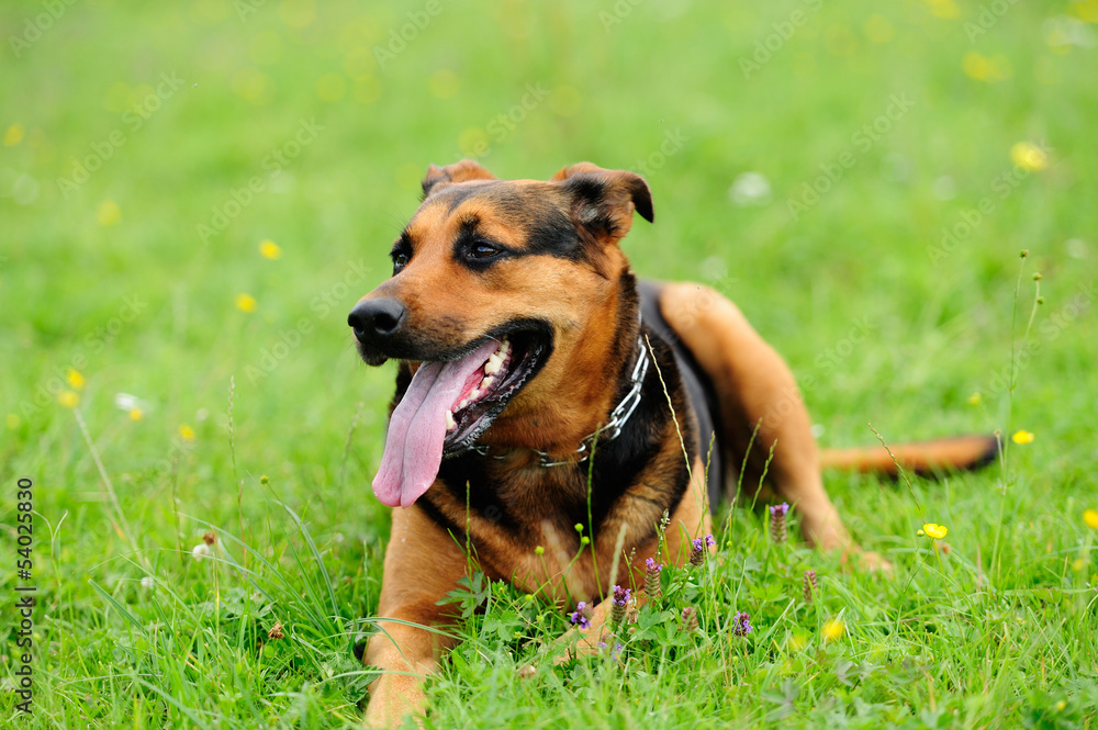 playfull dogs on green grass playfull dogs on green grass
