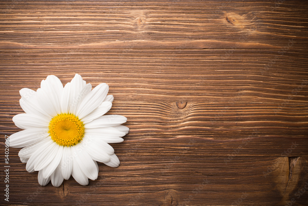 Obraz premium Camomile flower.