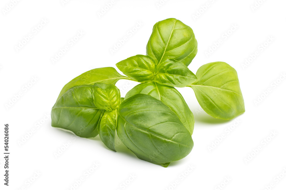 Fototapeta premium Basil.