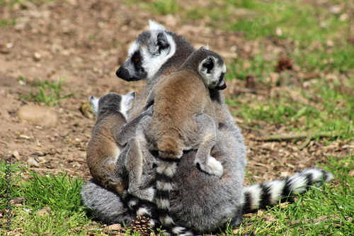 ring tailed lemurs