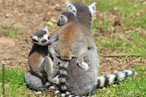 family of ring tailed lemurs