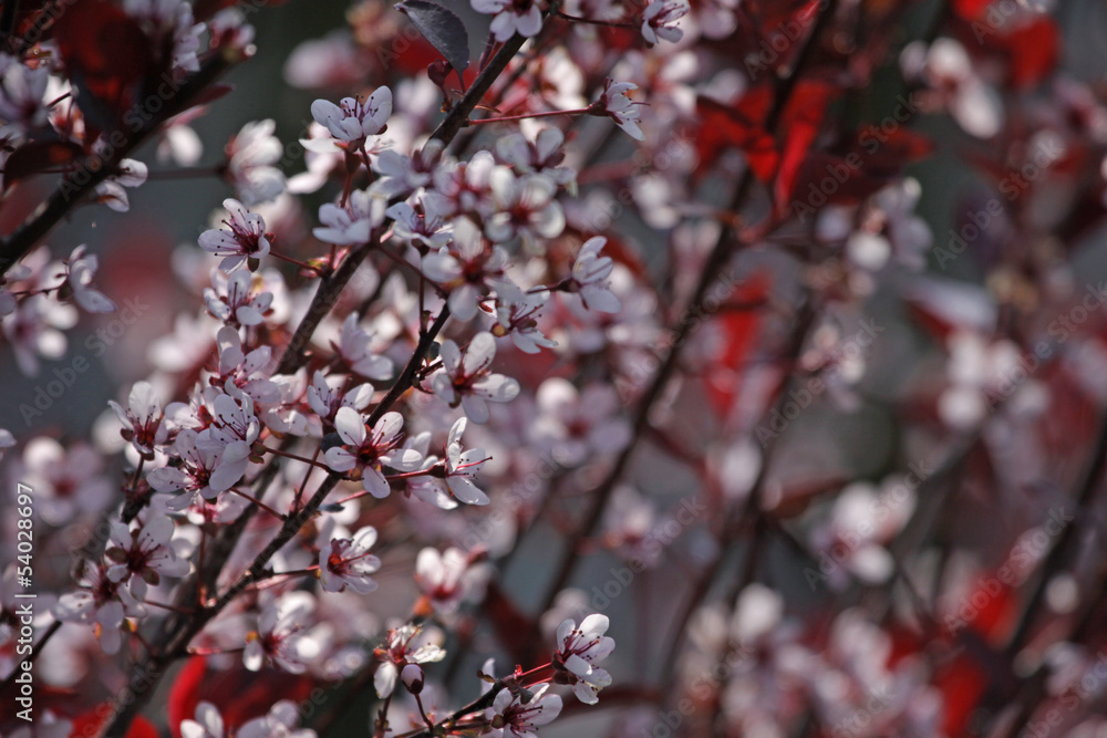 Blooming Purple Leaf Sand Cherry
Blooming Purple Leaf Sand Cherry