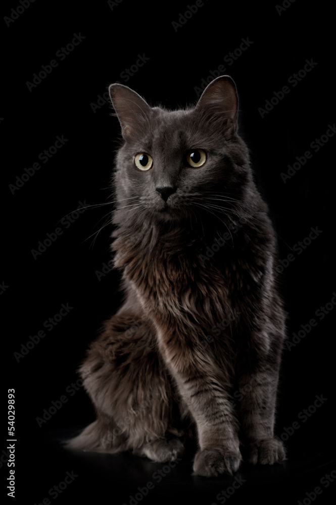 Portrait of a Gray Nebelung Cat