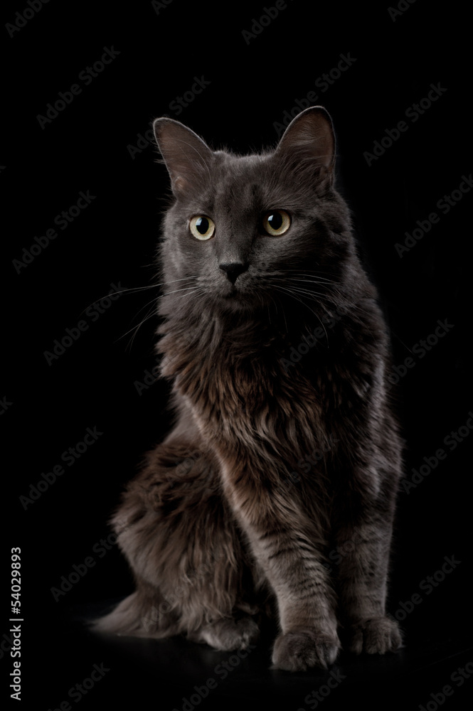 Portrait of a Gray Nebelung Cat Portrait of a Gray Nebelung Cat