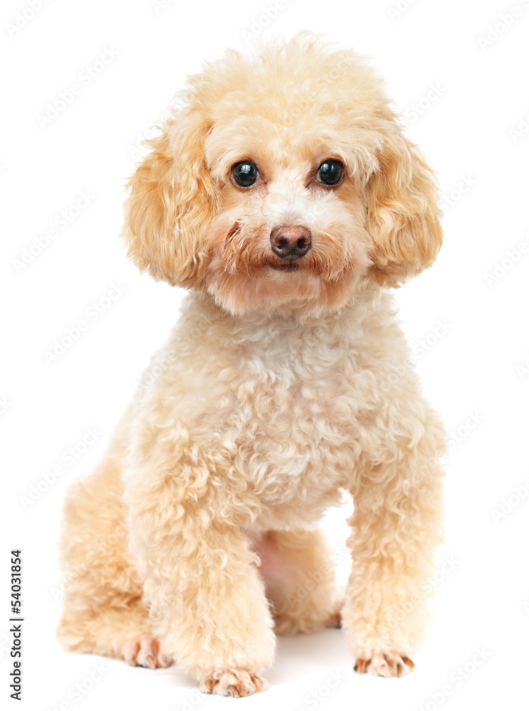 Dog poodle isolated on white background