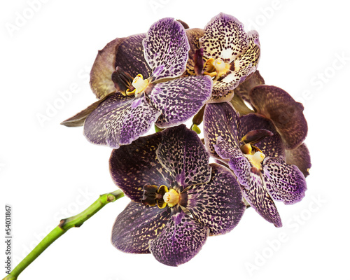 Dark tiger orchid isolated on white background.