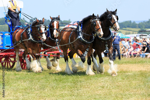 Shire Horses