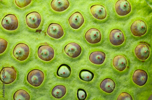 Lotus seed pod close up